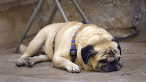 Pug Sleeping On The Floor Wallpaper