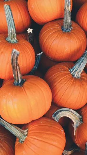 Pumpkin Pile Mobile Wallpaper