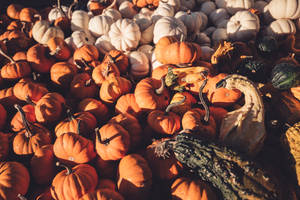 Pumpkin Variation Harvest Wallpaper