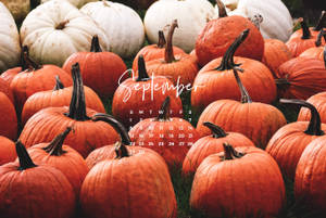 Pumpkins Abound As Autumn Begins In September Wallpaper