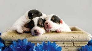 Puppies Inside Wallpaper