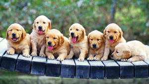 Puppies On Bridge Wallpaper