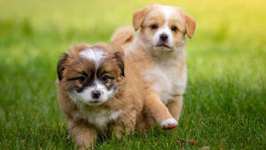 Puppies On Grass Wallpaper