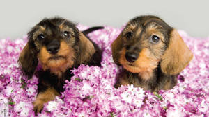 Puppies Surrounded By Pink Flowers Wallpaper