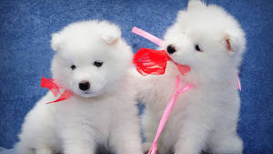 Puppies With Ribbons Wallpaper