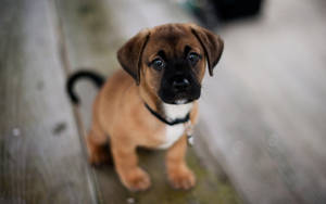 Puppy Eyes Wooden Deck Wallpaper