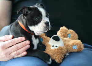 Puppy With Stuffed Toyand Human Hand Wallpaper