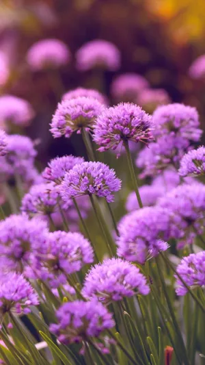 Purple Allium Flowers Wallpaper
