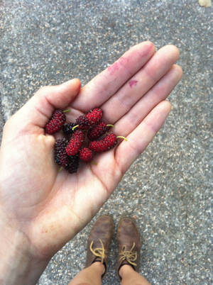 Purple And Red Mulberry Fruits Wallpaper