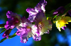 Purple And Yellow Gladiolus Flowers Wallpaper