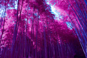 Purple Bamboo Forest Wallpaper
