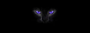 Purple Cat Eyes Black Cat Wallpaper