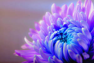 Purple Chrysanthemum Blossom Wallpaper