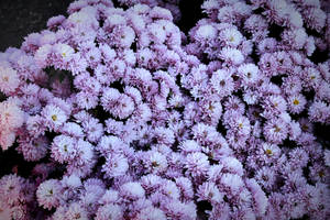 Purple Chrysanthemum Spring Flowers Wallpaper