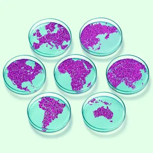 Purple Coronavirus Samples Wallpaper