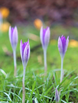 Purple Crocus Flowers Blossoming Iphone Wallpaper