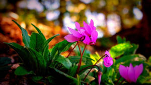 Purple Cyclamen Plant Wallpaper