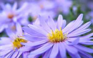 Purple Daisy Flowers Nice Desktop Wallpaper
