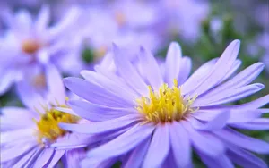 Purple Daisy Flowers Nice Desktop Wallpaper