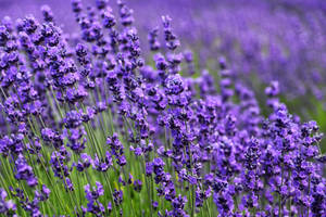 Purple Field Lavender Flowers Macro Wallpaper