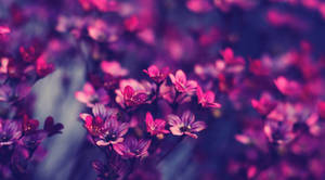 Purple Flower Aesthetic Wallpaper