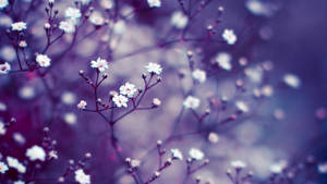 Purple Flower Blossoms On Tree Wallpaper