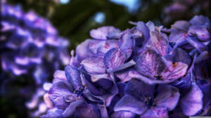 Purple Flower Bush Bunches Wallpaper