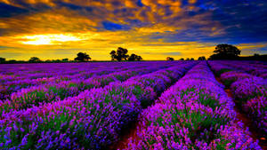Purple Flower Fields Wallpaper