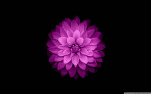 Purple Flower On Black Apple Wallpaper