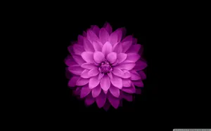 Purple Flower On Black Apple Wallpaper