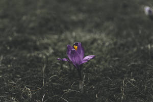 Purple Flower Sprout On Ground Wallpaper