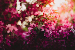 Purple Flowers Under The Sun Wallpaper