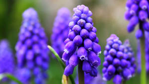 Purple Grape Hyacinth Plants Wallpaper