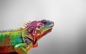 Purple Head Green Iguana Wallpaper