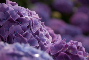 Purple Hydrangea Flowers With Water Droplets Wallpaper