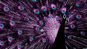 Purple Majestic Peacock Wallpaper