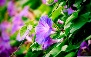 Purple Morning Glory Wallpaper