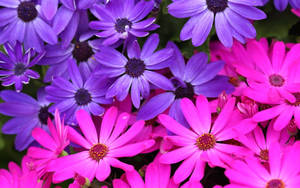 Purple Pink Beautiful Flower Wallpaper