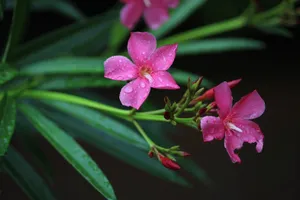 Purple Real Floral Plant Wallpaper