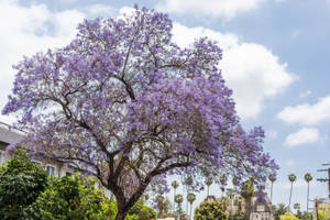 Purple Tree In A Neighborhood Wallpaper