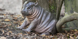 Pygmy Hippopotamus With Dried Leaves Wallpaper