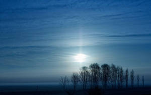 Quiet View Of Trees Under Moonlight Wallpaper