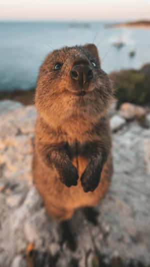 Quokka Smiling Closeup Seaside.jpg Wallpaper