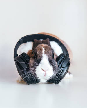 Rabbit On Music Headphones Wallpaper