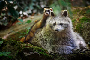 Raccoon, Ferret, Friends, Animals Wallpaper