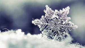 Radiant Dendrite Snowflake Wallpaper