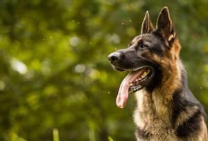 Radiant German Shepherd Dog Showcasing Its Luxurious Coat Wallpaper