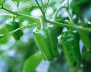 Radiant Green Bell Pepper Fruit Plant Wallpaper