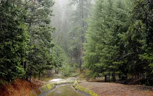 Rain, Wood, River, Bad Weather Wallpaper