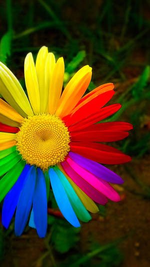 Rainbow Daisy Beautiful Phone Wallpaper